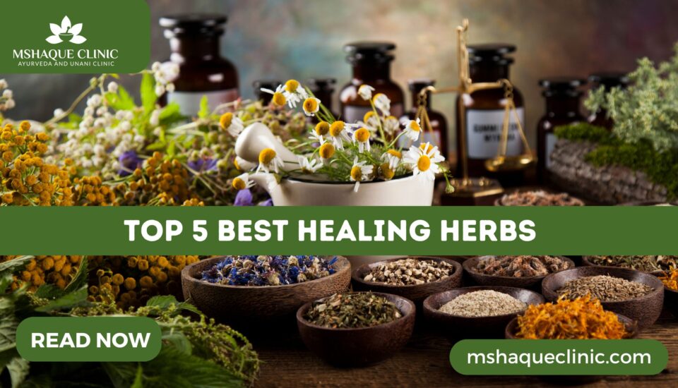 Top 5 Best Healing Herbs